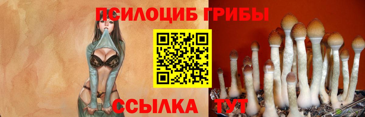 закладка  Псилоцибиновые грибы прущие грибы  Вход с VPN  Когалым 